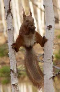 Squirrel Acrobat
