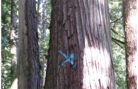 marked tree in forest